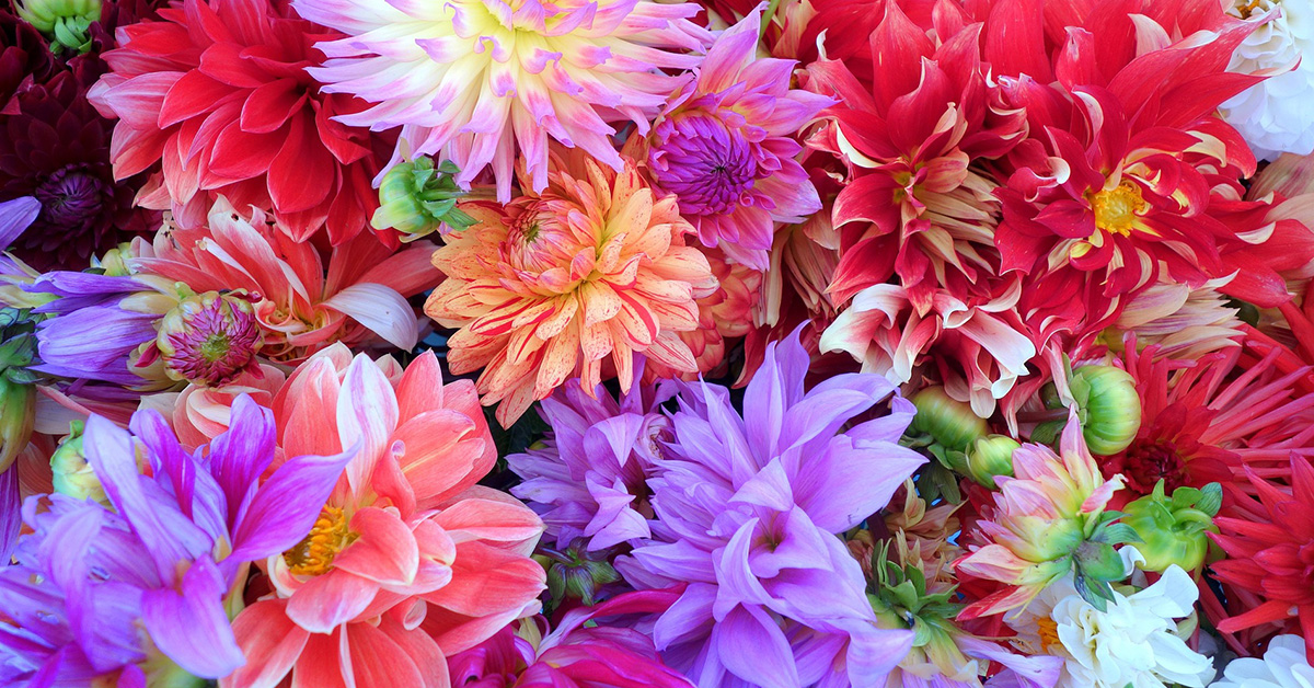 Dahlias – A Kaleidoscope of Colors