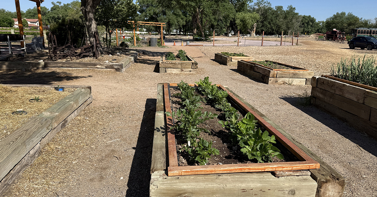 Agri Nature Center Dahlia Projects 2025-06-06