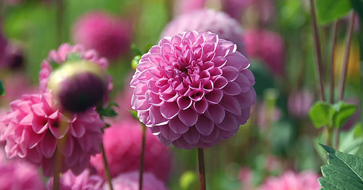 PomPoms