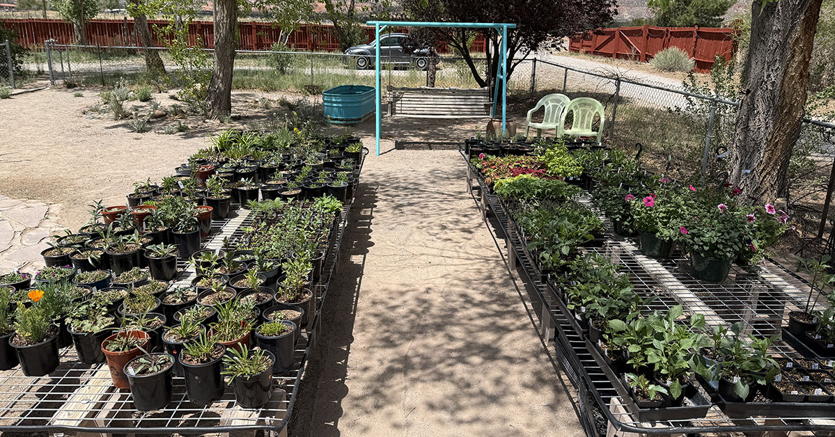 New Mexico Dahlia Society Meeting Meeting 2025-05-26