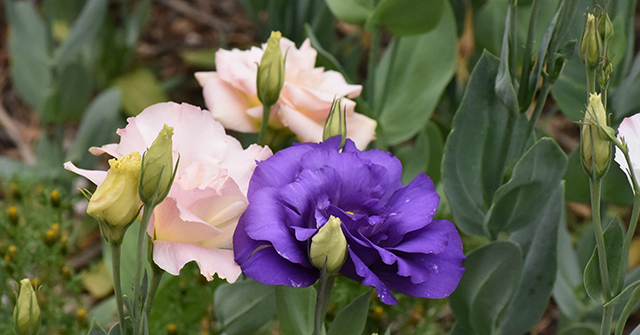 New Mexico Dahlia Society Meeting Meeting 2025-07-13