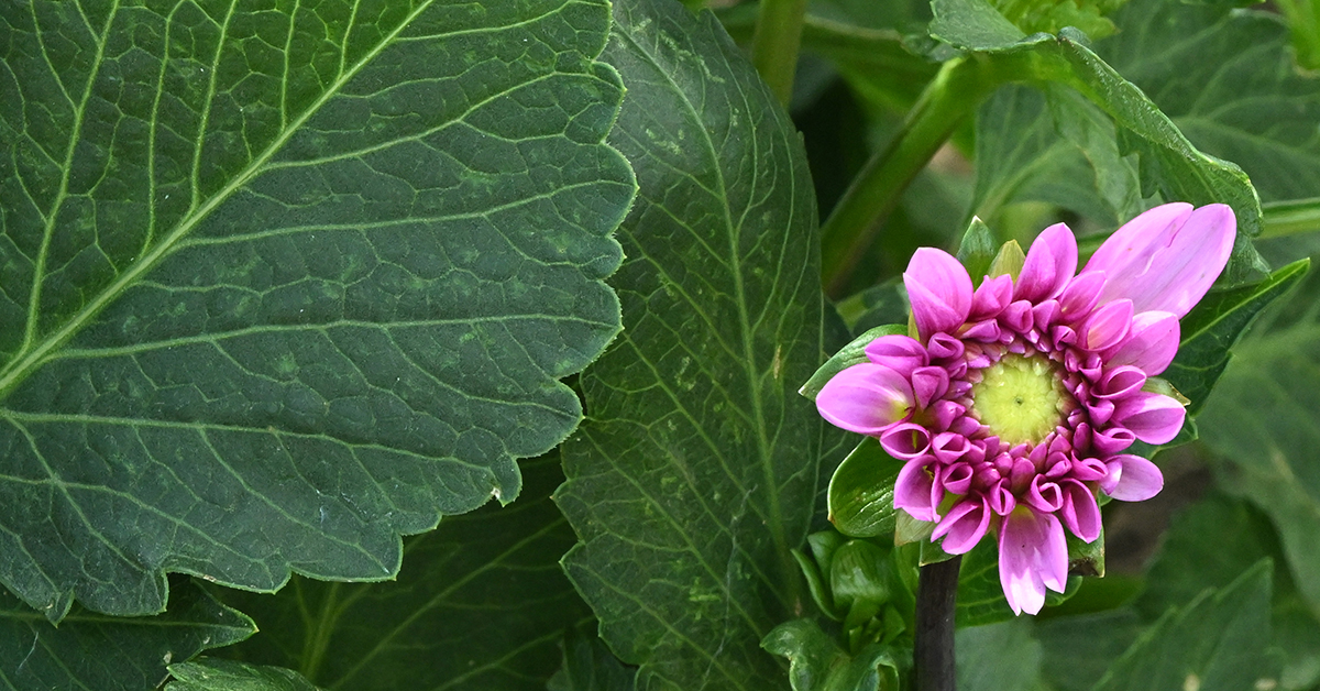 Agri Nature Center Dahlia Projects 2025-07-03