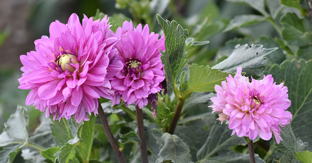 Agri Nature Center Dahlia Projects 2025-07-24