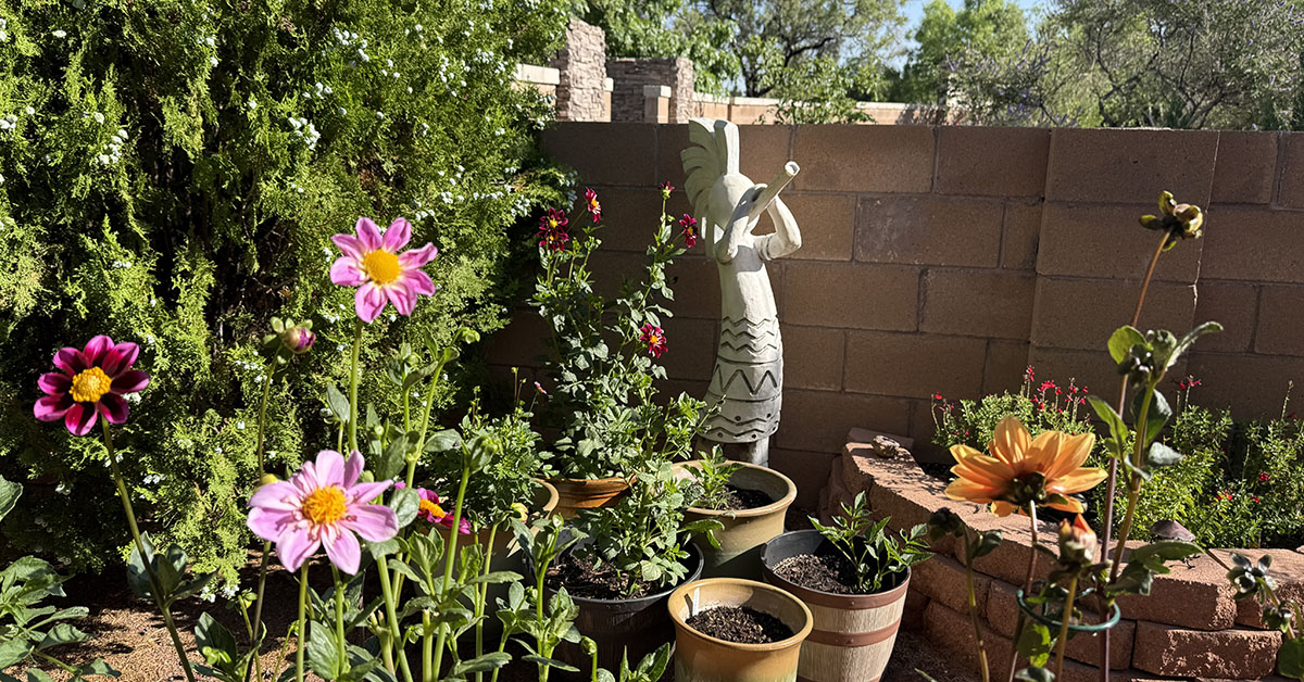 New Mexico Dahlia Society Meeting Meeting 2025-06-22