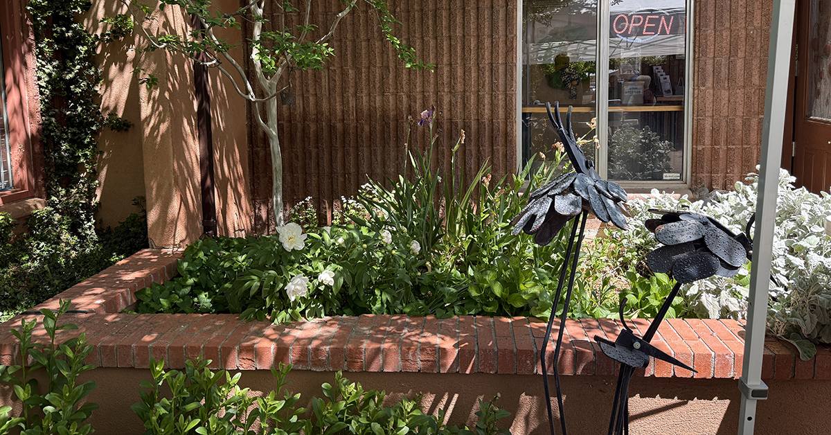 Replanting Dahlia At ABQ Garden Center