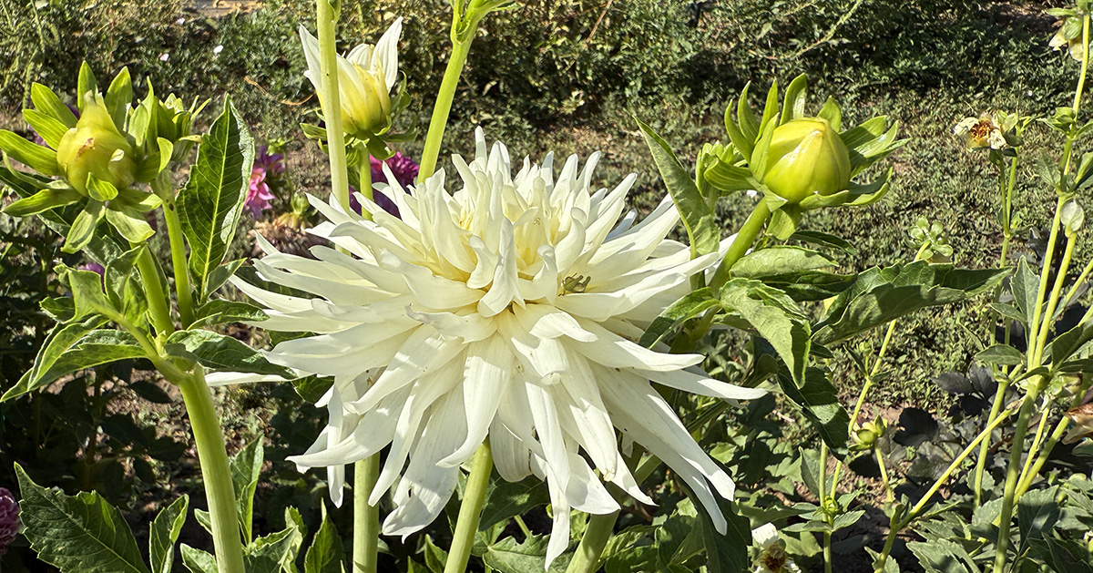 Agri Nature Center Dahlia Projects 2025-08-22