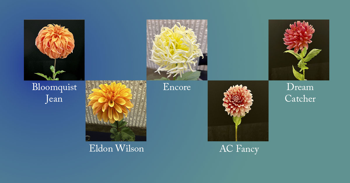 NMDS 2025 Show Winning Dahlias