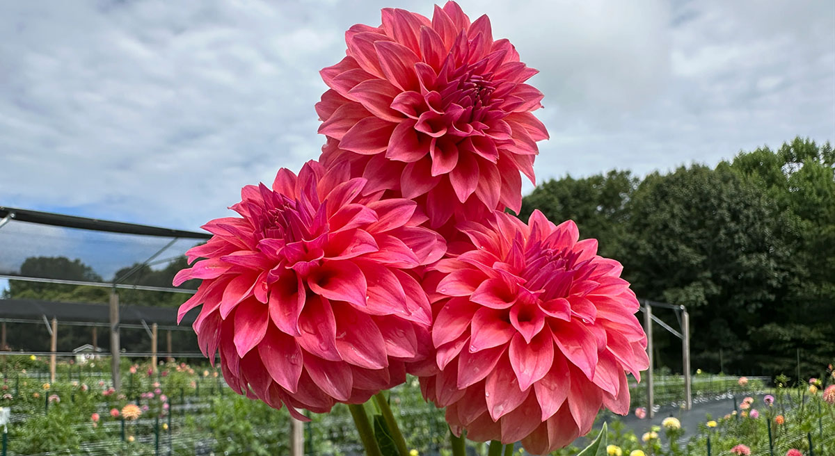 Drip and Pulse Irrigation